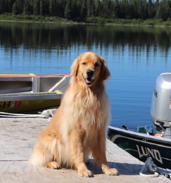 A Golden Retriever sits pn a wooden dock. There are parts of two boats visible in the background, along with a river and trees.